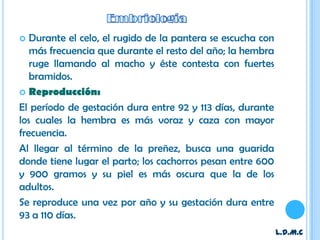   Durante el celo, el rugido de la pantera se escucha con
   más frecuencia que durante el resto del año; la hembra
   ruge llamando al macho y éste contesta con fuertes
   bramidos.
 Reproducción:

El período de gestación dura entre 92 y 113 días, durante
los cuales la hembra es más voraz y caza con mayor
frecuencia.
Al llegar al término de la preñez, busca una guarida
donde tiene lugar el parto; los cachorros pesan entre 600
y 900 gramos y su piel es más oscura que la de los
adultos.
Se reproduce una vez por año y su gestación dura entre
93 a 110 días.
                                                             L.D.M.C
 