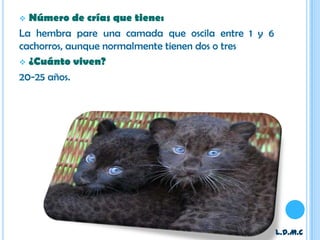  Número de crías que tiene:
La hembra pare una camada que oscila entre 1 y 6
cachorros, aunque normalmente tienen dos o tres
 ¿Cuánto viven?

20-25 años.




                                                   L.D.M.C
 