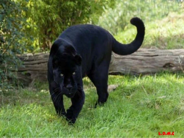La pantera negra