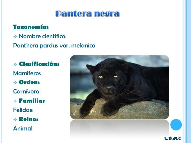 La pantera negra