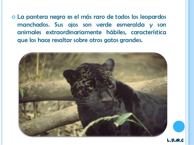 Los Gatos Negros / Los Kifers - Hey Hey Bunny / El Sol Es Una Droga Los Gatos Negros / Los Kifers - Hey Hey Bunny / El Sol Es Una Droga