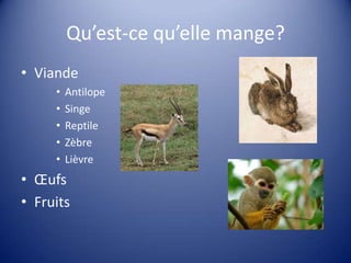Qu’est-ce qu’elle mange?
• Viande
•
•
•
•
•

Antilope
Singe
Reptile
Zèbre
Lièvre

• Œufs
• Fruits

 