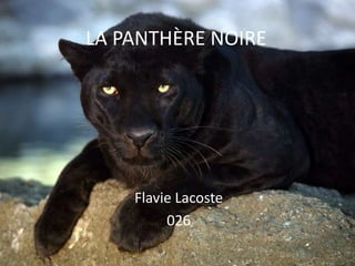 LA PANTHÈRE NOIRE

Flavie Lacoste
026

 