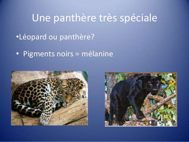 La Panthere Noire