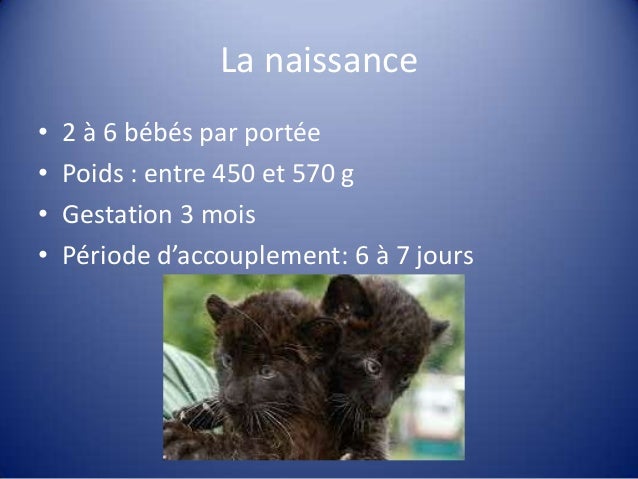 La Panthere Noire