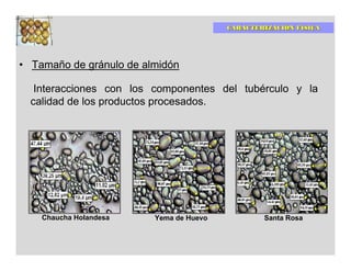 CARACTERIZACIÓN FÍSICA




• Tamaño de gránulo de almidón

   Interacciones con los componentes del tubérculo y la
  calidad de los productos procesados.




    Chaucha Holandesa    Yema de Huevo           Santa Rosa
 