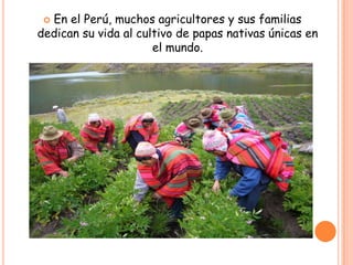  En el Perú, muchos agricultores y sus familias
dedican su vida al cultivo de papas nativas únicas en
el mundo.
 