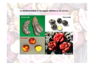 La biodiversidad de las papas nativas es tan amplia… 
Puma maki Yana imilla 
Peruanita 
Puka pinya 
 