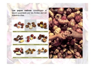 Las papas nativas constituyen el 
tesoro guardado por los Andes aún en 
nuestros días. 
 