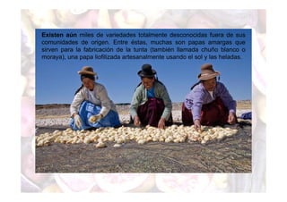 Existen aún miles de variedades totalmente desconocidas fuera de sus 
comunidades de origen. Entre éstas, muchas son papas amargas que 
sirven para la fabricación de la tunta (también llamada chuño blanco o 
moraya), una papa liofilizada artesanalmente usando el sol y las heladas. 
 