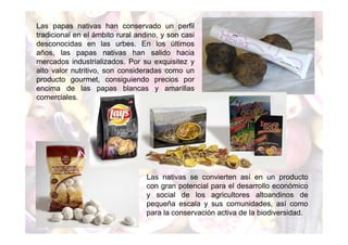 Las papas nativas han conservado un perfil 
tradicional en el ámbito rural andino, y son casi 
desconocidas en las urbes. En los últimos 
años, las papas nativas han salido hacia 
mercados industrializados. Por su exquisitez y 
alto valor nutritivo, son consideradas como un 
producto gourmet, consiguiendo precios por 
encima de las papas blancas y amarillas 
comerciales. 
Las nativas se convierten así en un producto 
con gran potencial para el desarrollo económico 
y social de los agricultores altoandinos de 
pequeña escala y sus comunidades, así como 
para la conservación activa de la biodiversidad. 
 