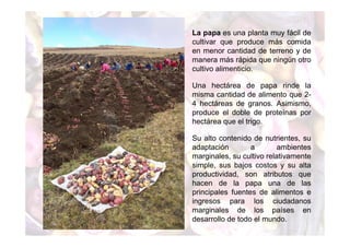 La papa es una planta muy fácil de 
cultivar que produce más comida 
en menor cantidad de terreno y de 
manera más rápida que ningún otro 
cultivo alimenticio. 
Una hectárea de papa rinde la 
misma cantidad de alimento que 2- 
4 hectáreas de granos. Asimismo, 
produce el doble de proteínas por 
hectárea que el trigo. 
Su alto contenido de nutrientes, su 
adaptación a ambientes 
marginales, su cultivo relativamente 
simple, sus bajos costos y su alta 
productividad, son atributos que 
hacen de la papa una de las 
principales fuentes de alimentos e 
ingresos para los ciudadanos 
marginales de los países en 
desarrollo de todo el mundo. 
 