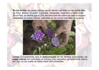 En los Andes, las papas nativas siguen siendo cultivadas en las zonas altas 
de Perú, Bolivia, Ecuador, Colombia, Venezuela, Argentina y hasta Chile. 
En el Perú, se estima que el 25% del área total del cultivo de papa lo ocupan 
variedades de papas nativas, cultivadas en las zonas más altas de la sierra. 
Usadas principalmente para el autoconsumo de las familias productoras, las 
papas nativas son cultivadas en campos muy pequeños (generalmente menos 
de 1 ha), en los cuales se hallan hasta 300 variedades. 
 