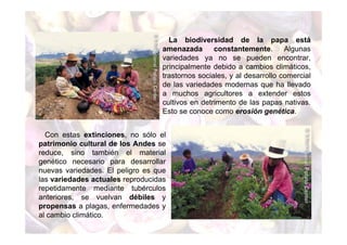 La biodiversidad de la papa está 
amenazada constantemente. Algunas 
variedades ya no se pueden encontrar, 
principalmente debido a cambios climáticos, 
trastornos sociales, y al desarrollo comercial 
de las variedades modernas que ha llevado 
a muchos agricultores a extender estos 
cultivos en detrimento de las papas nativas. 
Esto se conoce como erosión genética. 
Con estas extinciones, no sólo el 
patrimonio cultural de los Andes se 
reduce, sino también el material 
genético necesario para desarrollar 
nuevas variedades. El peligro es que 
las variedades actuales reproducidas 
repetidamente mediante tubérculos 
anteriores, se vuelvan débiles y 
propensas a plagas, enfermedades y 
al cambio climático. 
 