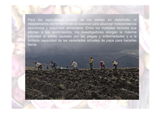 Para los agricultores pobres de los países en desarrollo, el 
mejoramiento del rendimiento es esencial para alcanzar independencia 
económica y seguridad alimentaria. Entre los múltiples factores que 
afectan a los rendimientos, los investigadores otorgan la máxima 
prioridad al estrés causado por las plagas y enfermedades y a la 
limitada capacidad de las variedades actuales de papa para hacerles 
frente. 
 