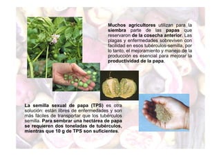 Muchos agricultores utilizan para la 
siembra parte de las papas que 
reservaron de la cosecha anterior. Las 
plagas y enfermedades sobreviven con 
facilidad en esos tubérculos-semilla, por 
lo tanto, el mejoramiento y manejo de la 
producción es esencial para mejorar la 
productividad de la papa. 
La semilla sexual de papa (TPS) es otra 
solución: están libres de enfermedades y son 
más fáciles de transportar que los tubérculos 
semilla. Para sembrar una hectárea de papa 
se requieren dos toneladas de tubérculos, 
mientras que 10 g de TPS son suficientes. 
 