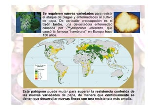 Se requieren nuevas variedades para resistir 
el ataque de plagas y enfermedades al cultivo 
de papa. De particular preocupación es el 
tizón tardío, una devastadora enfermedad 
causada por Phythophtora infestans, que 
causó la famosa “hambruna” en Europa hace 
150 años. 
Este patógeno puede mutar para superar la resistencia conferida de 
las nuevas variedades de papa, de manera que continuamente se 
tienen que desarrollar nuevas líneas con una resistencia más amplia. 
 