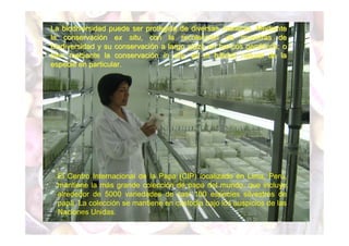 La biodiversidad puede ser protegida de diversas maneras. Mediante 
la conservación ex situ, con la recolección de muestras de 
biodiversidad y su conservación a largo plazo en bancos genéticos; o 
bien mediante la conservación in situ, en el hábitat natural de la 
especie en particular. 
El Centro Internacional de la Papa (CIP) localizado en Lima, Perú, 
mantiene la más grande colección de papa del mundo, que incluye 
alrededor de 5000 variedades de casi 100 especies silvestres de 
papa. La colección se mantiene en custodia bajo los auspicios de las 
Naciones Unidas. 
 