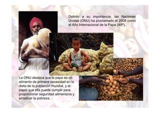 Debido a su importancia, las Naciones 
Unidas (ONU) ha proclamado el 2008 como 
el Año Internacional de la Papa (AIP). 
La ONU destaca que la papa es un 
alimento de primera necesidad en la 
dieta de la población mundial, y el 
papel que ella puede cumplir para 
proporcionar seguridad alimentaria y 
erradicar la pobreza. 
 
