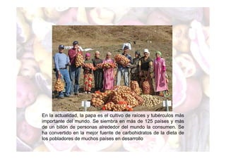 En la actualidad, la papa es el cultivo de raíces y tubérculos más 
importante del mundo. Se siembra en más de 125 países y más 
de un billón de personas alrededor del mundo la consumen. Se 
ha convertido en la mejor fuente de carbohidratos de la dieta de 
los pobladores de muchos países en desarrollo 
 