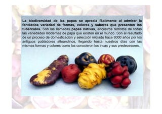 La biodiversidad de las papas se aprecia fácilmente al admirar la 
fantástica variedad de formas, colores y sabores que presentan los 
tubérculos. Son las llamadas papas nativas, ancestros remotos de todas 
las variedades modernas de papa que existen en el mundo. Son el resultado 
de un proceso de domesticación y selección iniciado hace 8000 años por los 
antiguos pobladores altoandinos, llegando hasta nuestros días con las 
mismas formas y colores como las conocieron los incas y sus predecesores. 
 