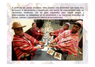 A partir de las papas silvestres, ellos crearon una diversidad que hasta hoy, 
enriquece la alimentación y constituyen una fuente de mejoramiento para las 
variedades modernas, por su gran capacidad para tolerar plagas y 
enfermedades, su estabilidad en el rendimiento y su tremenda diversidad de 
formas, colores y pigmentación interna de los tubérculos. 
 