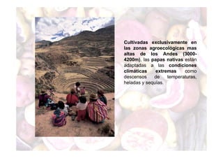 Cultivadas exclusivamente en 
las zonas agroecológicas mas 
altas de los Andes (3000- 
4200m), las papas nativas están 
adaptadas a las condiciones 
climáticas extremas como 
descensos de temperaturas, 
heladas y sequías. 
 