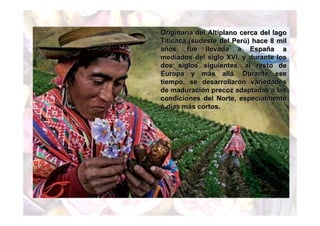 Originaria del Altiplano cerca del lago 
Titicaca (sudeste del Perú) hace 8 mil 
años, fue llevada a España a 
mediados del siglo XVI, y durante los 
dos siglos siguientes, al resto de 
Europa y más allá. Durante ese 
tiempo, se desarrollaron variedades 
de maduración precoz adaptadas a las 
condiciones del Norte, especialmente 
a días más cortos. 
 