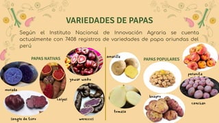 VARIEDADES DE PAPAS
PAPAS POPULARESPAPAS NATIVAS
Según el Instituto Nacional de Innovación Agraria se cuenta
actualmente con 7408 registros de variedades de papa oriundas del
perú
amil
tosa
huro
cacn
peni
moda
sag de ro wecs
yar aku
cap
 