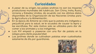 Curiosidades
● A pesar de su origen, los países andinos no son los mayores
productores mundiales del tubérculo. Son China, India, Rusia,
Ucrania y Estados Unidos, de acuerdo con los últimos datos
disponibles de la Organización de las Naciones Unidas para
la Agricultura y la Alimentación .
● En la época de Antoine se creía que la patata era indigesta y
perjudicial para la salud, se le acusaba de causar la lepra y
las escrófulas. Por este motivo solo se utilizaba para dar de
comer a los animales y a los indigentes.
● Luis XVI empezó a pasearse con una ﬂor de patata en la
solapa para darle popularidad.
● Los jardines donde se cultivaban patatas eran custodiados
solamente de día por guardianes.
Curiosidades
 