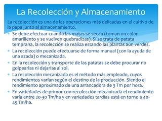La recolección es una de las operaciones más delicadas en el cultivo de
la papa junto al almacenamiento.
 Se debe efectuar cuando las matas se secan (toman un color
amarillento y se vuelven quebradizas). Si se trata de patata
temprana, la recolección se realiza estando las plantas aún verdes.
 La recolección puede efectuarse de forma manual (con la ayuda de
una azada) o mecanizada.
 En la recolección y transporte de las patatas se debe procurar no
golpearlas ni dejarlas al sol.
 La recolección mecanizada es el método más empleado, cuyos
rendimientos varían según el destino de la producción. Siendo el
rendimiento aproximado de una arrancadora de 3 Tm por hora.
 En variedades de primor con recolección mecanizada el rendimiento
varía entre 20-30 Tm/ha y en variedades tardías está en torno a 40-
45 Tm/ha.
La Recolección y Almacenamiento
 
