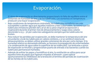  El ritmo de evaporación es directamente proporcional a la falta de equilibrio entre el
contenido de humedad del aire y de los tubérculos. Los aumentos en temperatura
producen una mayor evaporación.
 Bajo condiciones de temperatura controlada, los tubérculos inmaduros son más
susceptibles a perder agua que aquellos maduros y bien suberizados. Se estima que los
tubérculos inmaduros pierden del 3 al 5% de su peso original (evaporación y
respiración) durante el primer mes de almacenamiento y luego estos valores
descienden a 0,5 – 3% por cada mes subsiguiente siempre que los tubérculos no
broten.
 Para reducir las perdidas por evaporación, se debe mantener la temperatura del aire
circundante y la de los tubérculos en valores similares, y si se ventila el sistema de
almacenamiento, se deben utilizar grandes volúmenes de aire por corto tiempo. Si la
humedad relativa es demasiado elevada, se favorece la propagación de enfermedades
y la condensación de agua sobre la superficie de los tubérculos. Las lenticelas o poros
de respiración se hinchan y proporcionan puerta de entrada a las bacterias cuando los
tubérculos permanecen húmedos.
 Además de enfriar las papas y humidificar el aire, la ventilación se utiliza para secar
aquellos lotes de papas que ingresan mojados al almacén y para aplicar
oportunamente los inhibidores de la brotación al término del período de cicatrización
de las heridas de los tubérculos.
Evaporación.
 