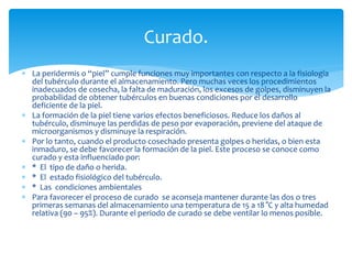  La peridermis o “piel” cumple funciones muy importantes con respecto a la fisiología
del tubérculo durante el almacenamiento. Pero muchas veces los procedimientos
inadecuados de cosecha, la falta de maduración, los excesos de golpes, disminuyen la
probabilidad de obtener tubérculos en buenas condiciones por el desarrollo
deficiente de la piel.
 La formación de la piel tiene varios efectos beneficiosos. Reduce los daños al
tubérculo, disminuye las perdidas de peso por evaporación, previene del ataque de
microorganismos y disminuye la respiración.
 Por lo tanto, cuando el producto cosechado presenta golpes o heridas, o bien esta
inmaduro, se debe favorecer la formación de la piel. Este proceso se conoce como
curado y esta influenciado por:
 * El tipo de daño o herida.
 * El estado fisiológico del tubérculo.
 * Las condiciones ambientales
 Para favorecer el proceso de curado se aconseja mantener durante las dos o tres
primeras semanas del almacenamiento una temperatura de 15 a 18 °C y alta humedad
relativa (90 – 95%). Durante el periodo de curado se debe ventilar lo menos posible.
Curado.
 