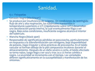  6.1.- Fisiopatias
 Corazón Negro (blackheart)
 Se produce por insuficiencia de oxígeno. En condiciones de restringido
flujo de aire y alta respiración, los tubérculos mantenidos a
temperaturas superiores a 15°C (rápidamente sobre 20°C) desarrollan
una decoloración parda interna, la cual eventualmente llega a ser
negra. Bajo estas condiciones, insuficiente oxígeno alcanza el interior
del tubérculo.
 Mancha Negra (black spot)
 Responsable de significativas pérdidas en poscosecha, particularmente
en respuesta a la sobrefertilización con nitrógeno, baja disponibilidad
de potasio, riego irregular y otras prácticas de precosecha. En el tejido
vascular se forman debajo de la piel compuestos incoloros durante el
almacenamiento. Después de un daño severo o corte, el tejido afectado
se torna rojizo, luego llega a ser azul y tras 24 a 72 horas cambia a
negro. La severidad se incrementa con el tiempo. Las variedades
difieren significativamente en la susceptibilidad y manifestación de los
síntomas.
Sanidad.
 