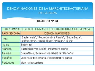 DENOMINACIONES DE LA MARCHITEZBACTERIANA
DE LA PAPA
 