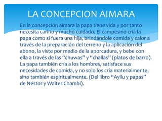  En la concepción aimara la papa tiene vida y por tanto
necesita cariño y mucho cuidado. El campesino cría la
papa como si fuera una hija, brindándole comida y calor a
través de la preparación del terreno y la aplicación del
abono, la viste por medio de la aporcadura, y bebe con
ella a través de las “chuwas” y “challas” (platos de barro).
La papa también cría a los hombres, satisface sus
necesidades de comida, y no solo los cría materialmente,
sino también espiritualmente. (Del libro “Ayllu y papas”
de Néstor y Walter Chambi).
LA CONCEPCION AIMARA
 