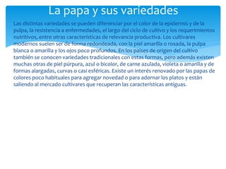  Las distintas variedades se pueden diferenciar por el color de la epidermis y de la
pulpa, la resistencia a enfermedades, el largo del ciclo de cultivo y los requerimientos
nutritivos, entre otras características de relevancia productiva. Los cultivares
modernos suelen ser de forma redondeada, con la piel amarilla o rosada, la pulpa
blanca o amarilla y los ojos poco profundos. En los países de origen del cultivo
también se conocen variedades tradicionales con estas formas, pero además existen
muchas otras de piel púrpura, azul o bicolor, de carne azulada, violeta o amarilla y de
formas alargadas, curvas o casi esféricas. Existe un interés renovado por las papas de
colores poco habituales para agregar novedad o para adornar los platos y están
saliendo al mercado cultivares que recuperan las características antiguas.
La papa y sus variedades
 