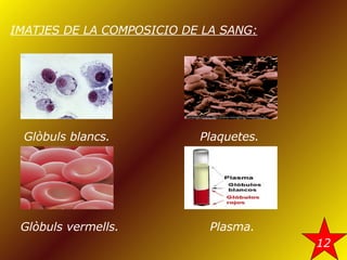 IMATJES DE LA COMPOSICIO DE LA SANG: Glòbuls blancs. Plaquetes. Glòbuls vermells. Plasma. 12 