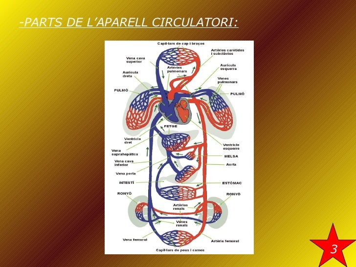 L'aparell circulatori