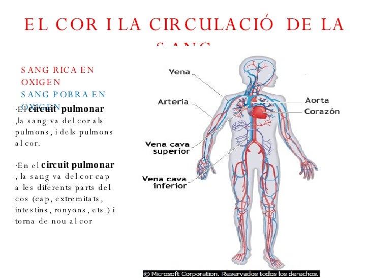 L'aparell circulatori