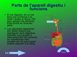 Parts de l'aparell digestiu i funcions El tub digestiu: és un tub llarg que comença a la boca i acaba a l’anus. Per aquí passen els aliments. Està dividit en diverses parts. Les glàndules digestives: són petits òrgans que segreguen sucs digestius. Aquests sucs ajuden a descompondre els aliments en substàncies més simples per tal que puguin acabar passant a la sang. Següent Torna 