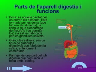 Parts de l'aparell digestiu i funcions Boca: és aquella cavitat per on entren els aliments. Està formada per les dents (que trituren els aliments), la llengua (que s’encarrega de moure’ls i de barrejar-los) i la saliva (fabricada per les glàndules salivals. Glàndules salivals: són un tipus de glàndules digestives que fabriquen la saliva, anteriorment esmentada. Faringe: és una part del tub digestiu que comunica la boca amb l’esòfag. Següent Torna 