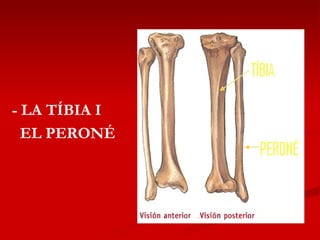 - LA TÍBIA I  EL PERONÉ 
