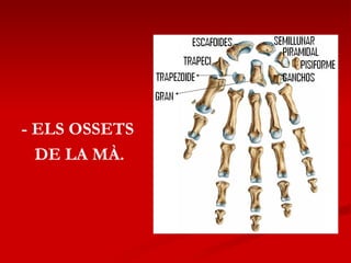 - ELS OSSETS DE LA MÀ. 