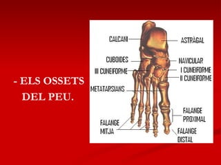 - ELS OSSETS DEL PEU. 