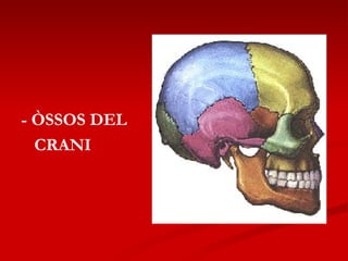 - ÒSSOS DEL  CRANI 