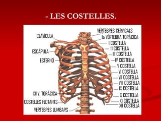- LES COSTELLES. 