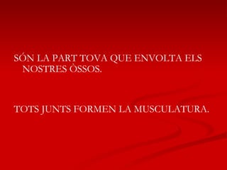 SÓN LA PART TOVA QUE ENVOLTA ELS NOSTRES ÒSSOS. TOTS JUNTS FORMEN LA MUSCULATURA. 