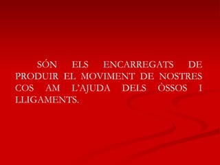 SÓN ELS ENCARREGATS DE PRODUIR EL MOVIMENT DE NOSTRES COS AM L’AJUDA DELS ÒSSOS I LLIGAMENTS. 