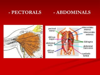 - PECTORALS - ABDOMINALS 